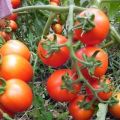 Tomaattilajikkeen ominaisuudet ja kuvaus Pietari Ensimmäinen, sen sato