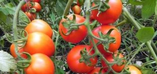 Pomidorų veislės Petro Pirmasis pobūdis ir aprašymas, derlius