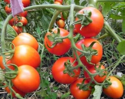 Characteristics and description of the tomato variety Peter the First, its yield