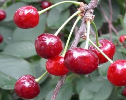 Mô tả và đặc điểm của giống cherry Kiên cố, ưu nhược điểm của nó