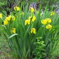 Descrierea soiurilor de iris, plantare, cultivare, îngrijire în câmp deschis