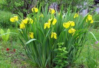 Description des variétés d'iris, plantation, culture, soins en plein champ