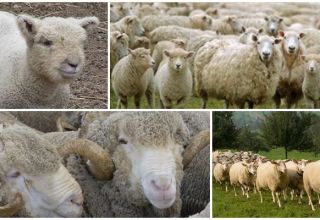 Koliko godina žive ovce u prosjeku kod kuće i u divljini