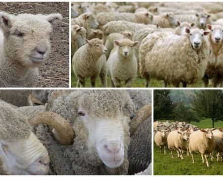 Quants anys viuen les ovelles de mitjana a casa i en estat salvatge