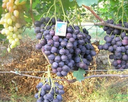Strashensky vīnogu šķirnes apraksts un īpašības, stādīšana un kultivēšana