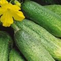 Groeiende en de beste variëteiten van bijenbestoven komkommers voor kassen en vollegrond