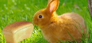 Che tipo di pane è meglio nutrire conigli ed è possibile