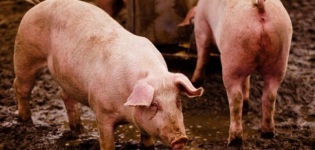 Signos de piojos en cerdos y métodos para diagnosticar hematopinosis, tratamiento.