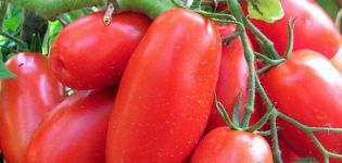 Siperian troikan tomaattilajikkeen ominaisuudet ja kuvaus, sato