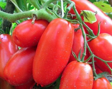 Značajke i opis sorte rajčice sibirske trojke, prinos