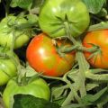 Charakteristika a opis odrody paradajok Skoré dievča