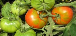 Charakteristika a opis odrody paradajok Skoré dievča
