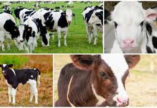 Cosa fare se un vitello ha la febbre e cure domiciliari