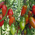 Περιγραφή και χαρακτηριστικά της γαλλικής ποικιλίας ντομάτας, η απόδοσή της