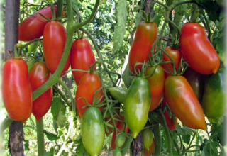 Franču tomātu ķekaru šķirnes apraksts un raksturojums, raža