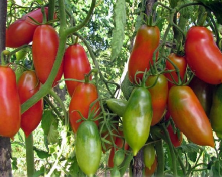 Opis i karakteristike sorte rajčice Francuski grozd, njegov prinos