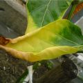I motivi per cui le foglie di pepe ingialliscono, cadono e si seccano, cosa fare