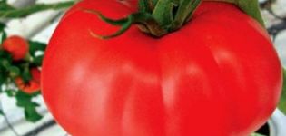 Audzēšana ar tomātu šķirnes Kirzhach īpašībām un aprakstu