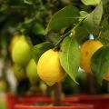 Description of the New Zealand kind of lemon, growing and care at home