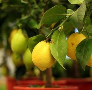 Opis novozélandského typu citrónu, pestovania a starostlivosti doma