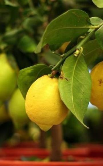 Jaunzēlandes tipa citrona apraksts, audzēšana un kopšana mājās