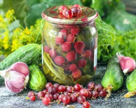 The recipe for pickled cucumbers with gooseberries for the winter without vinegar