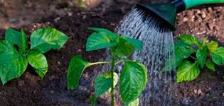 How often and when to water pepper in the open field and in the greenhouse