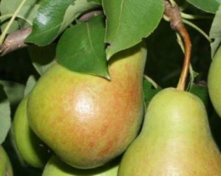 Beschreibung und Eigenschaften der Birnensorte Chizhovskaya, Pflanzung und Pflege