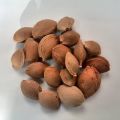 Kā iestādīt aprikozi no akmens valstī atklātā laukā, audzēt un kopt to