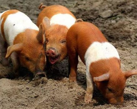 Опис и карактеристике данских протетских пасмина свиња, историја узгоја
