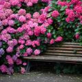 A Katevbinsky rododendron fajok leírása, az ültetési és gondozási szabályok