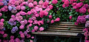 Περιγραφή των ειδών Katevbinsky rhododendron, κανόνες φύτευσης και φροντίδας