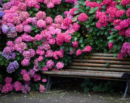 Kuvaus Katevbinsky rododendronilajeista, istutus- ja hoitosäännöt