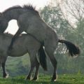 Ako sú kone inseminované a aké sú výhody, tehotenstvo a práca