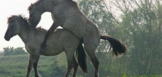 Wie Pferde besamt werden und welche Vorteile sie haben, Schwangerschaft und Wehen