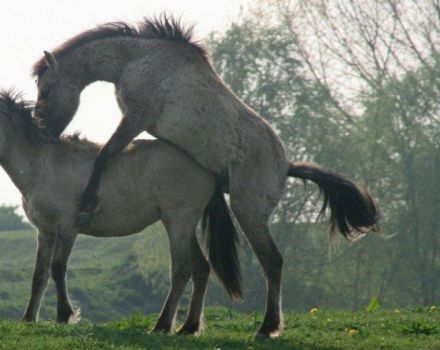 Како су коње оплођене и какве су им користи, трудноћа и пород