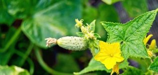 Description of the Malysh cucumber variety, its yield and care