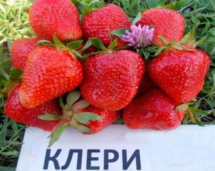 Description and characteristics of Clery strawberries, cultivation and care