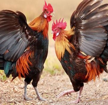 จะทำอย่างไรถ้าไก่ขันต่อสู้กันเองและวิธีป้องกันการรุกราน
