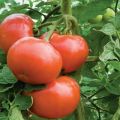 Sopivimmat tomaattilajikkeet viljelyyn Donetsk Kharkivin ja Luganskin alueilla