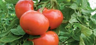 Las variedades de tomates más aceptables para el cultivo en las regiones de Donetsk Kharkiv y Lugansk.