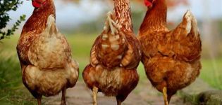 Beschrijving en kenmerken van kippen van het sasso-ras, regels en kenmerken van de inhoud