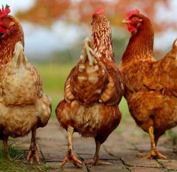 A sasso-csirkék leírása és jellemzői, a tartalom szabályai és jellemzői