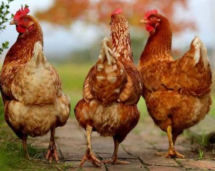 Beschrijving en kenmerken van kippen van het sasso-ras, regels en kenmerken van de inhoud