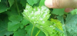 Come trattare gli acari dell'uva con rimedi chimici e popolari e come trattarli