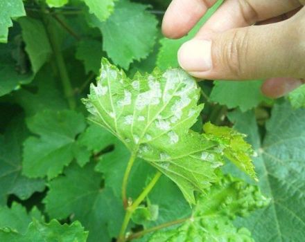 How to deal with grape mites with chemical and folk remedies and how to treat