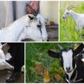 Jak prawidłowo kroić kozy w domu, metody uboju i rozbioru tusz
