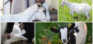 Com tallar adequadament les cabres a casa, mètodes de sacrifici i carcasses de carnisseria