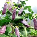 Descrizione delle migliori varietà di piselli viola, loro caratteristiche e coltivazione