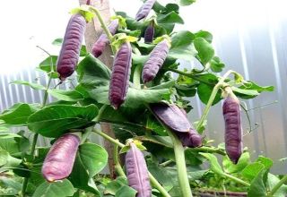 Geriausių purpurinių žirnių veislių aprašymas, jų savybės ir auginimas